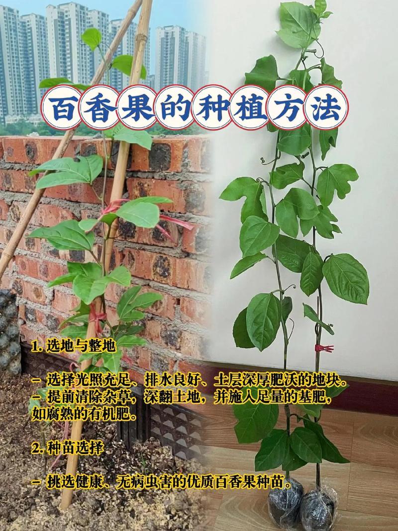 百香果能和什么作物间隔种植，种植其他水果的意义是什么。 百香果能和什么作物间隔种植，种植其他水果的意义是什么。 蔬菜种植