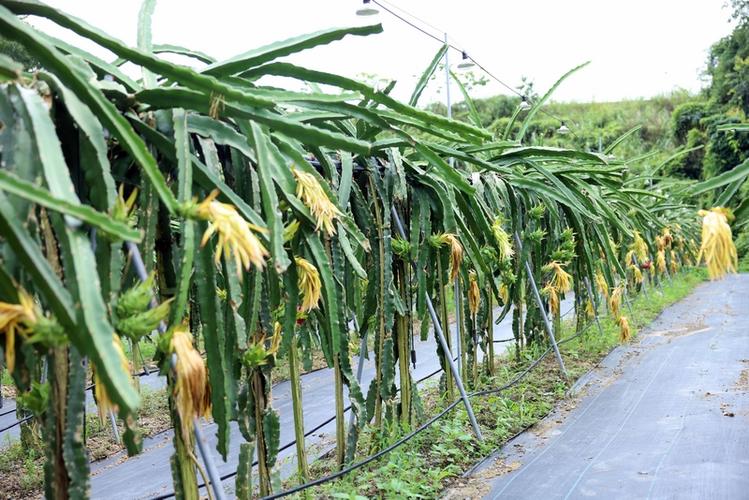 大棚火龙果棚架搭建方法，水果棚架种植技术要点。 大棚火龙果棚架搭建方法，水果棚架种植技术要点。 土壤施肥