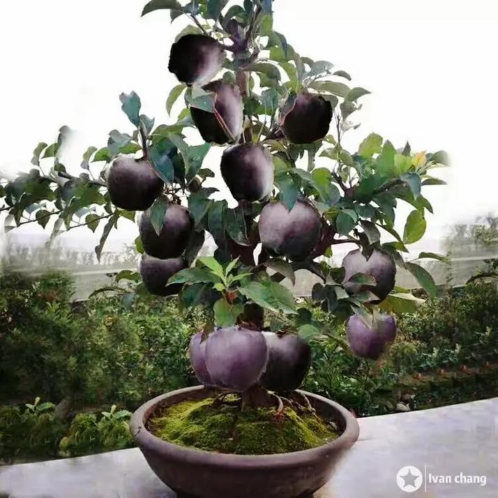 盆栽水果有前景吗，水果种植前景如何。 盆栽水果有前景吗，水果种植前景如何。 畜牧养殖