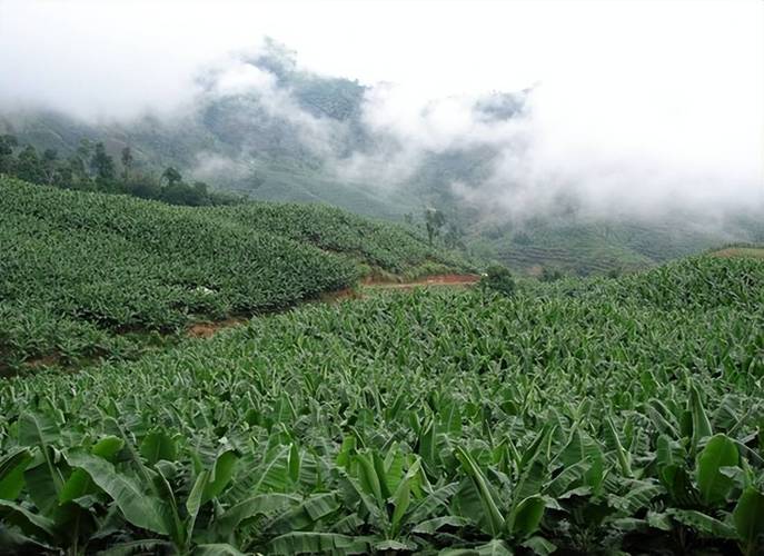 云南水果特产排名前十名，河口县有水果种植基地吗。 云南水果特产排名前十名，河口县有水果种植基地吗。 水果种植