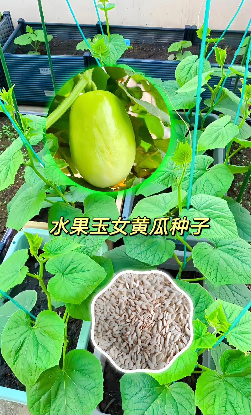 春天种植的植物和蔬菜，春日种植水果有哪些。 春天种植的植物和蔬菜，春日种植水果有哪些。 家禽养殖