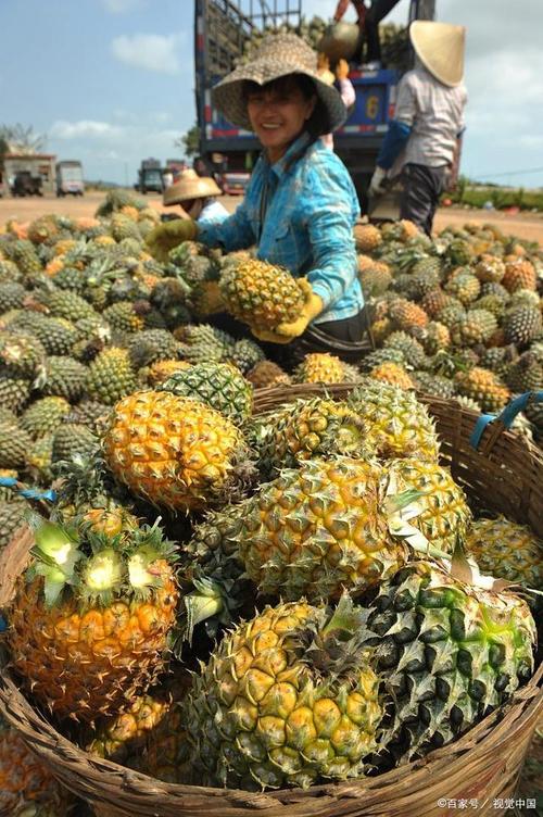 广东潮汕地区种植什么水果经济价值比较高，湛江什么水果种植好吃。 广东潮汕地区种植什么水果经济价值比较高，湛江什么水果种植好吃。 土壤施肥