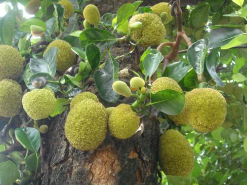 大树菠萝怎样种植，梯田水果种植园。 大树菠萝怎样种植，梯田水果种植园。 蔬菜种植