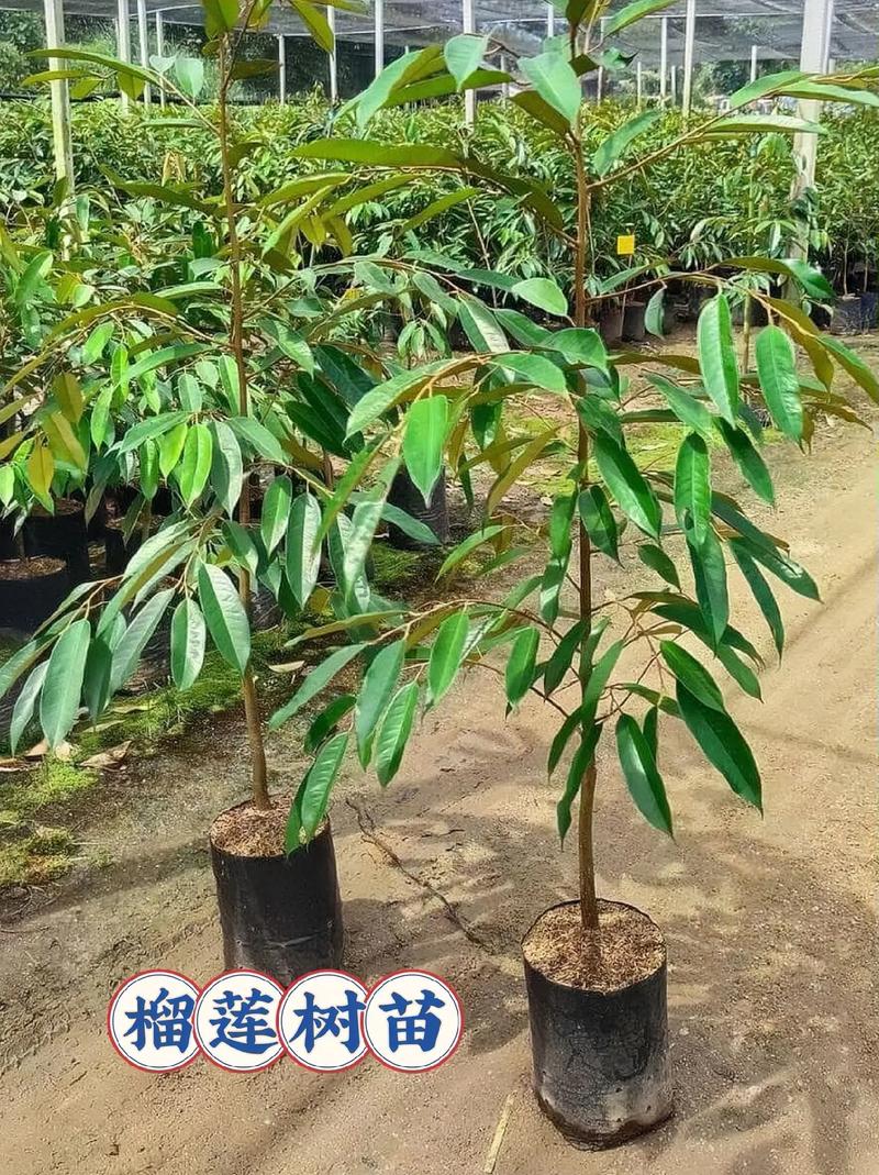 河北能种榴莲吗，秦皇岛榴莲水果种植基地在哪。 河北能种榴莲吗，秦皇岛榴莲水果种植基地在哪。 蔬菜种植