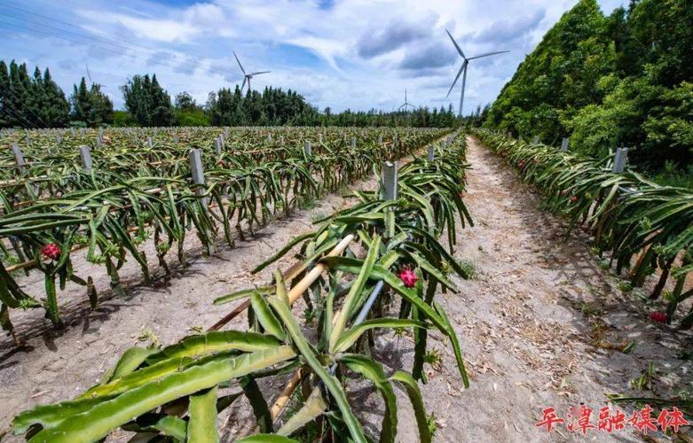 福建平潭有什么水果，平潭种植小众水果基地在哪里。 福建平潭有什么水果，平潭种植小众水果基地在哪里。 水果种植