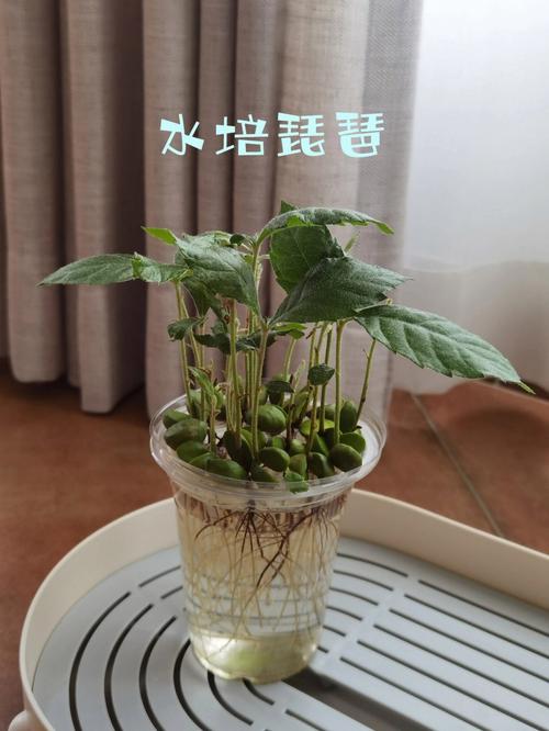 枇杷怎么种小盆栽，在家种植水果枇杷可以吗。 枇杷怎么种小盆栽，在家种植水果枇杷可以吗。 蔬菜种植