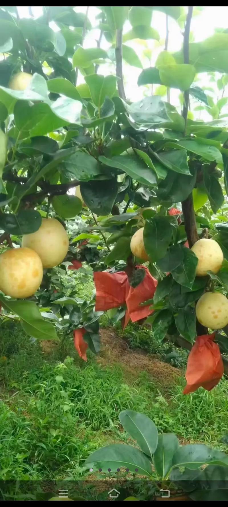 广西盛产什么梨，柳州种植什么水果最多呢。 广西盛产什么梨，柳州种植什么水果最多呢。 家禽养殖