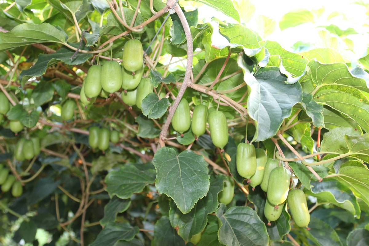 长春适合种植什么果树，水果种植大国企有哪些。 长春适合种植什么果树，水果种植大国企有哪些。 蔬菜种植