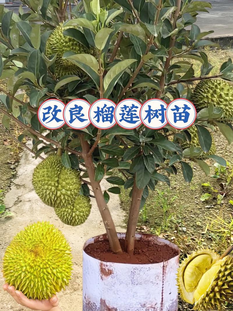 阳台盆栽果树种植需要注意什么，南方水果苗阳台种植方法。 阳台盆栽果树种植需要注意什么，南方水果苗阳台种植方法。 家禽养殖