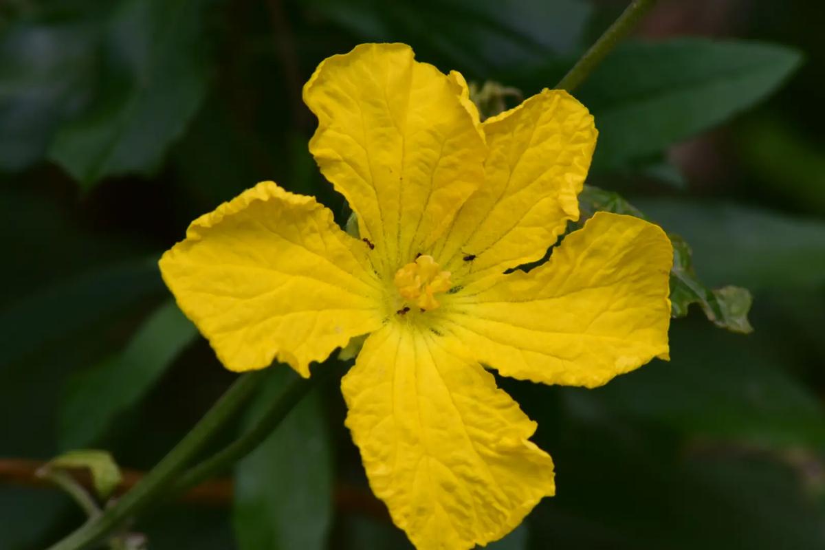 怎样种植丝瓜，如何种植藤本水果竹子视频。 怎样种植丝瓜，如何种植藤本水果竹子视频。 蔬菜种植