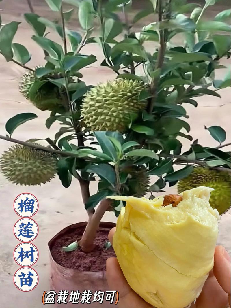 榴莲种植需要怎样的条件，榴莲夏季水果种植方法。 榴莲种植需要怎样的条件，榴莲夏季水果种植方法。 土壤施肥