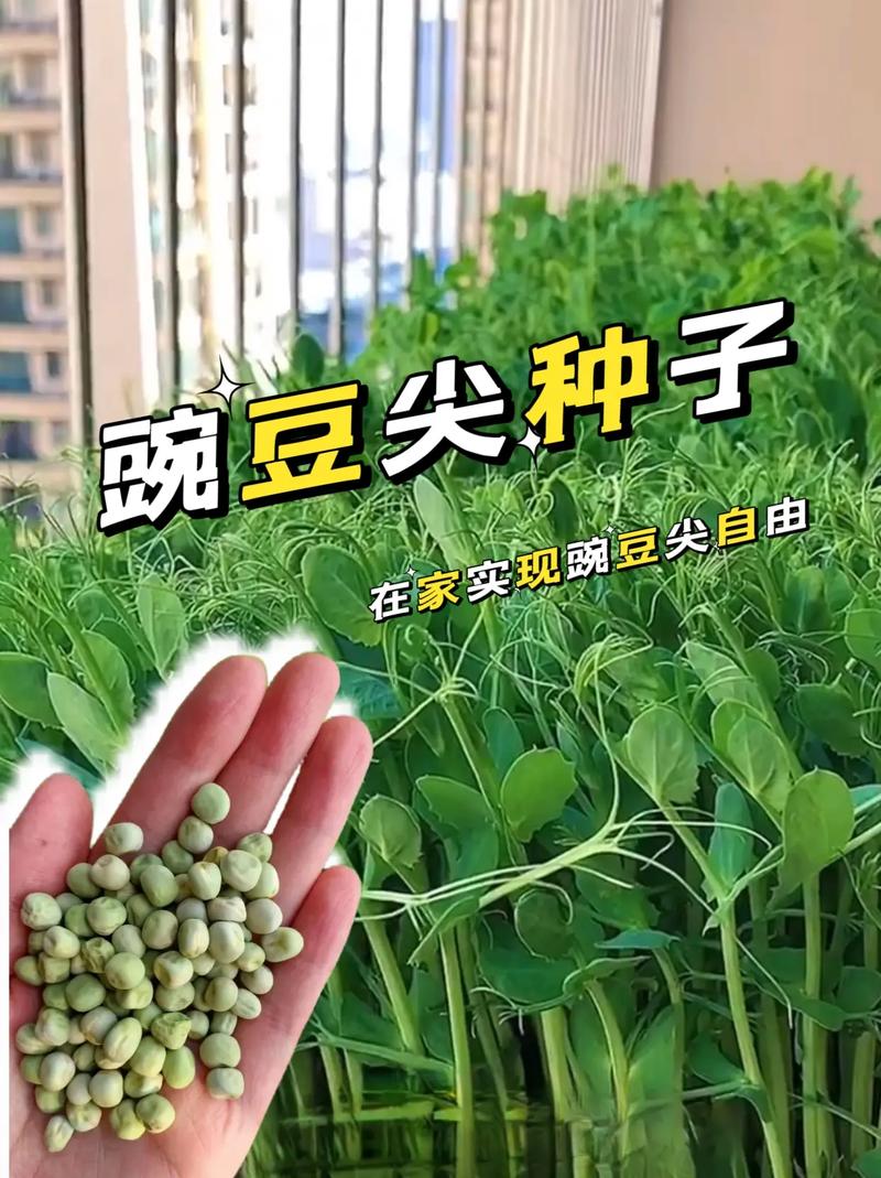 水果豌豆怎么吃，水果碗豆的种植方法视频。 水果豌豆怎么吃，水果碗豆的种植方法视频。 家禽养殖