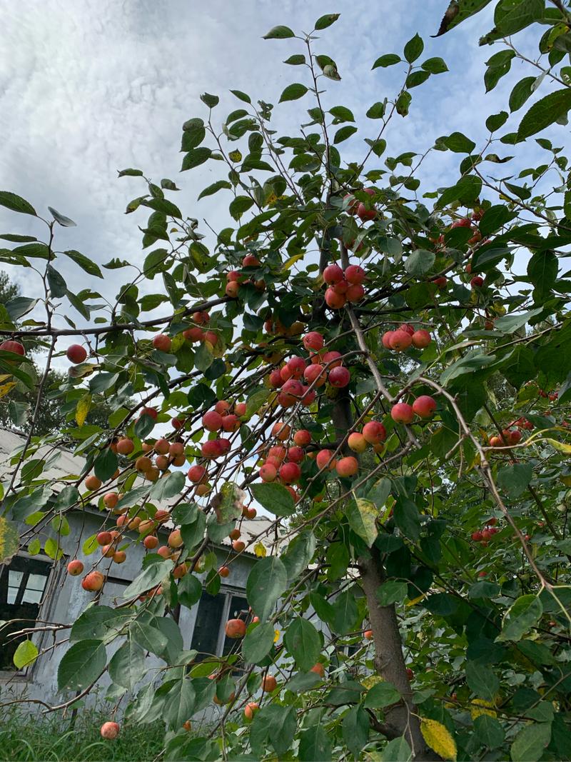 东北十大耐寒果树，东北种植什么水果最好活的。 东北十大耐寒果树，东北种植什么水果最好活的。 畜牧养殖