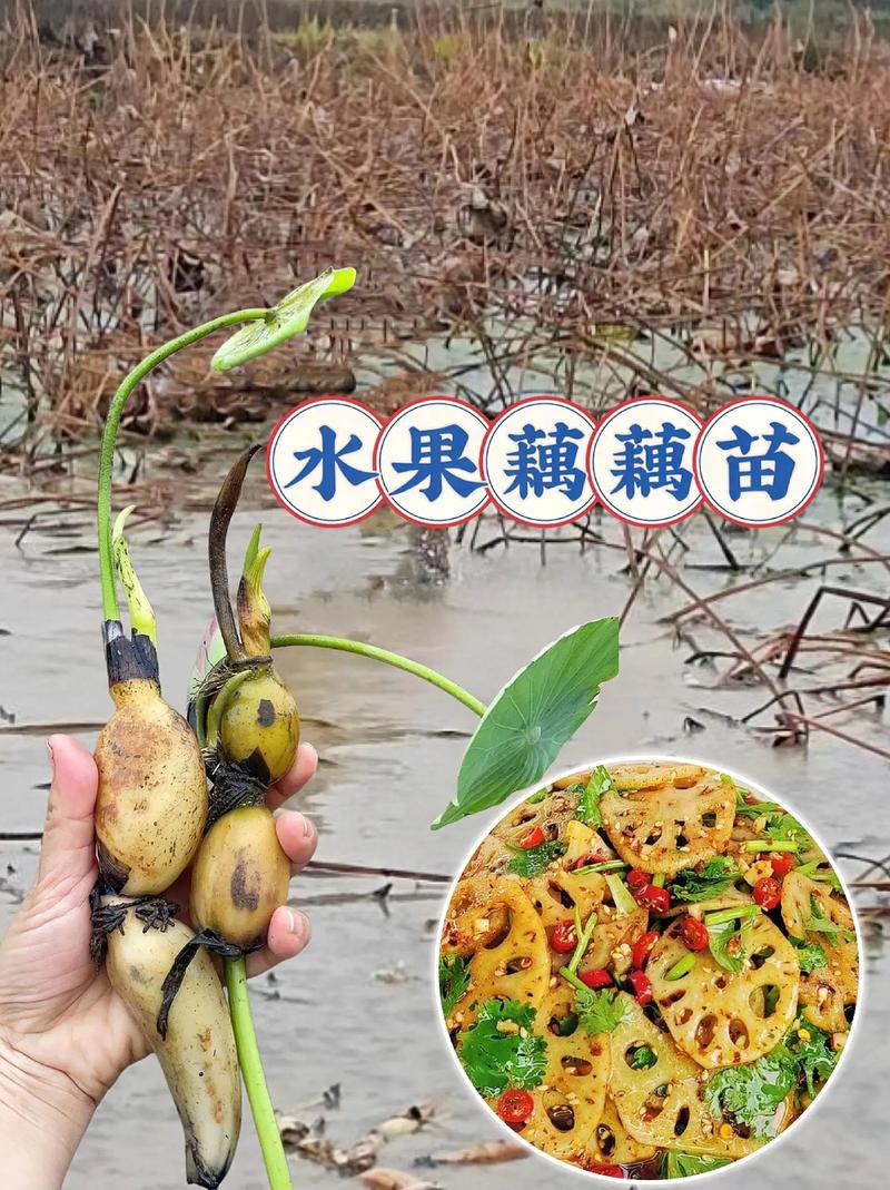 生吃水果藕的做法，水果莲藕种植技术视频。 生吃水果藕的做法，水果莲藕种植技术视频。 畜牧养殖