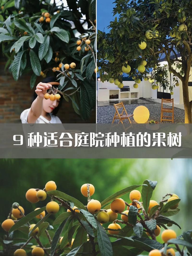 院子必种六大水果，什么水果最好种植家里养。 院子必种六大水果，什么水果最好种植家里养。 土壤施肥