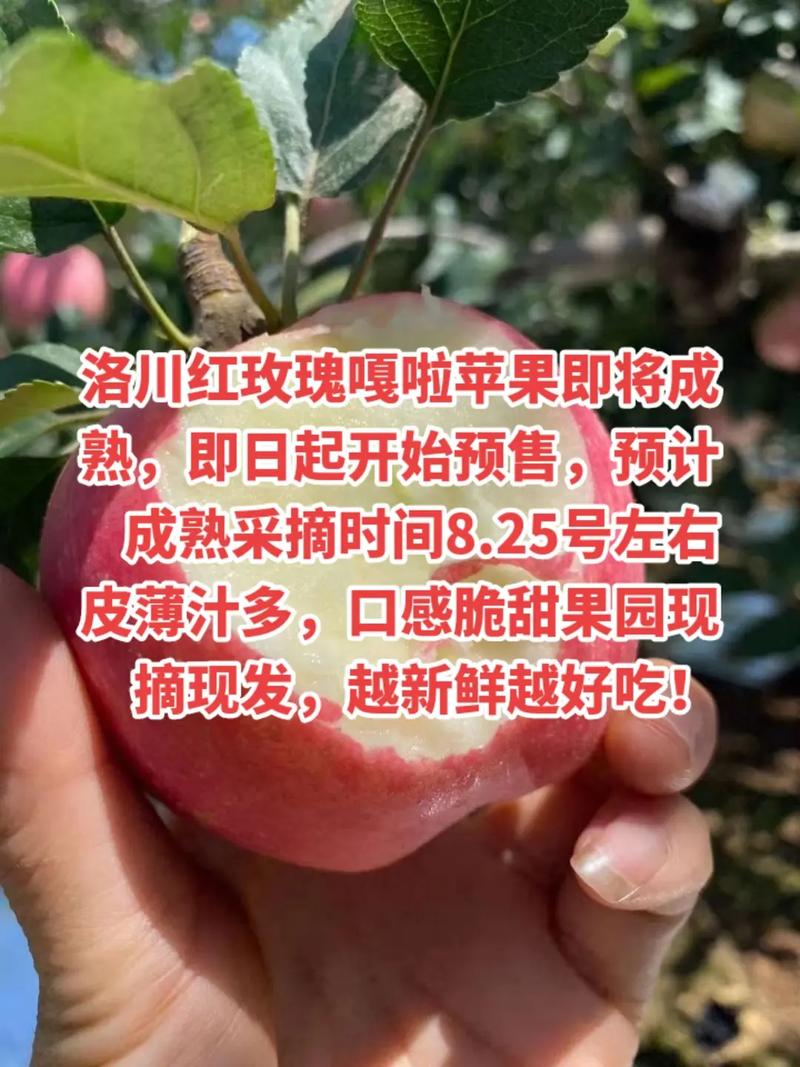 陕西嘎啦苹果一般什么时候上市，平凉苹果水果种植基地在哪里。 陕西嘎啦苹果一般什么时候上市，平凉苹果水果种植基地在哪里。 土壤施肥