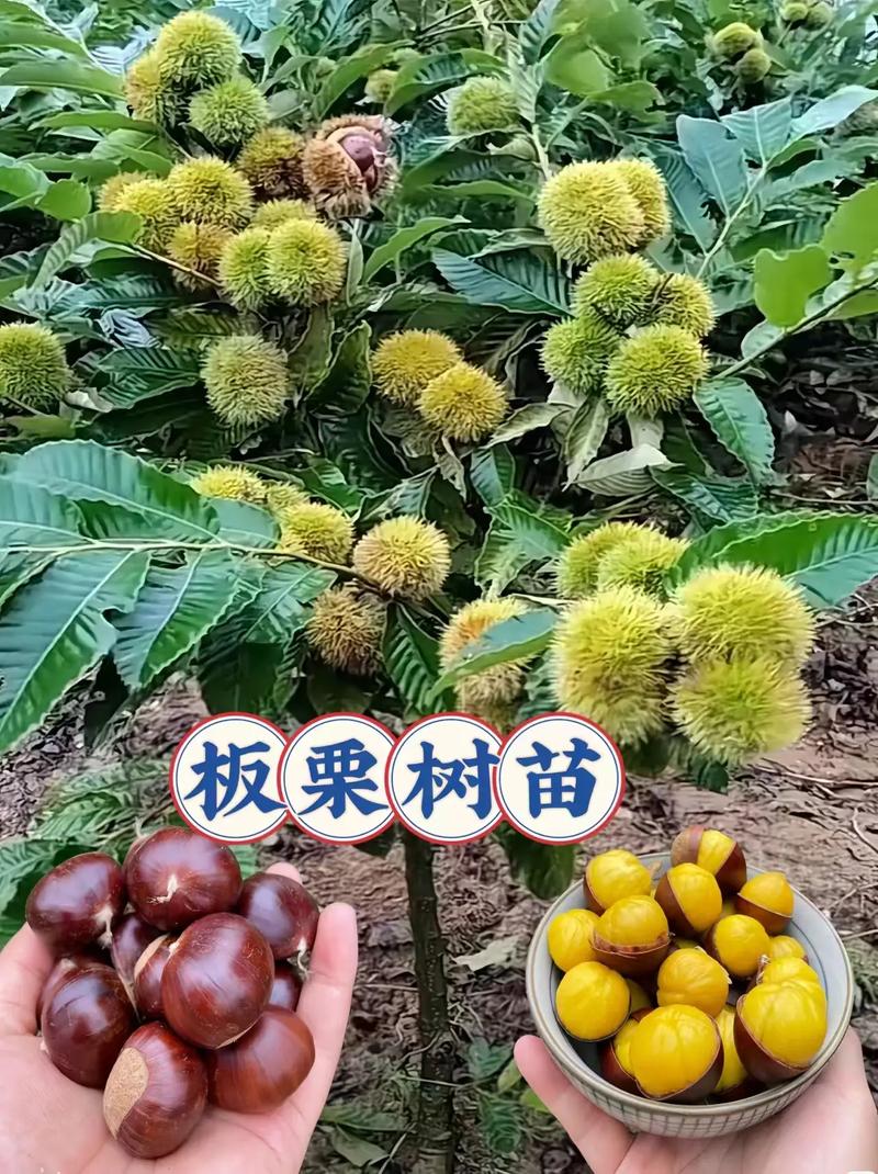 栗子水果长什么样，板栗水果种植技术视频。 栗子水果长什么样，板栗水果种植技术视频。 家禽养殖