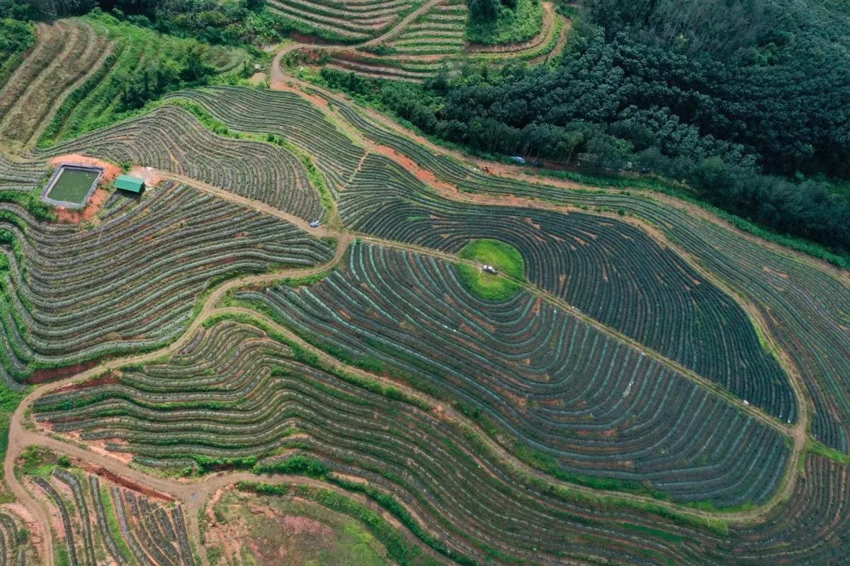 海南岛上主要种植哪些经济农作物，军垦农场水果种植基地地址。 海南岛上主要种植哪些经济农作物，军垦农场水果种植基地地址。 水果种植