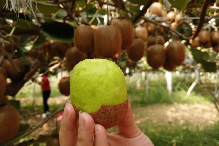 陕西关中适合种什么水果，宝鸡的水果种植基地在哪。 陕西关中适合种什么水果，宝鸡的水果种植基地在哪。 土壤施肥