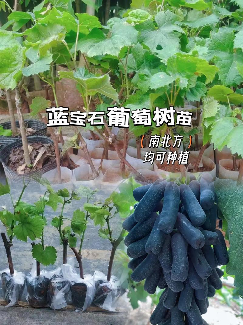 蓝宝石葡萄适合广州种植吗，广州蒲桃水果种植基地在哪里。 蓝宝石葡萄适合广州种植吗，广州蒲桃水果种植基地在哪里。 家禽养殖