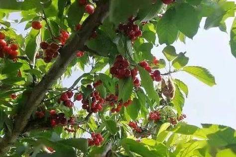 陕西什么地方生产樱桃，宝鸡樱桃水果种植基地在哪里。 陕西什么地方生产樱桃，宝鸡樱桃水果种植基地在哪里。 蔬菜种植