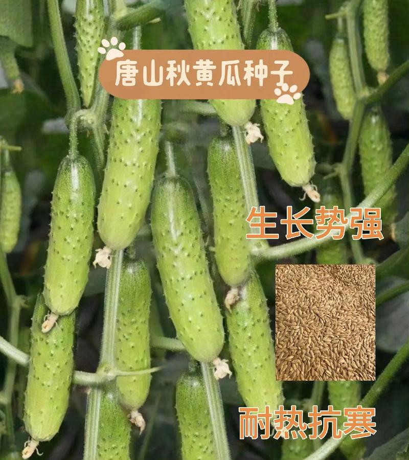 秋黄瓜在北方露地几月份种植好，北方水果黄瓜种植时间表。 秋黄瓜在北方露地几月份种植好，北方水果黄瓜种植时间表。 土壤施肥