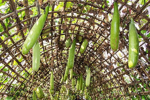 北方适合农家院种植爬蔓类水果或蔬菜有什么，常见农村种植水果有哪些。 北方适合农家院种植爬蔓类水果或蔬菜有什么，常见农村种植水果有哪些。 土壤施肥