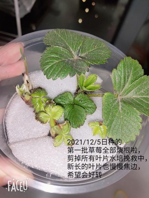 草莓种植商户该怎么加入美团，美团种水果在哪里进去。 草莓种植商户该怎么加入美团，美团种水果在哪里进去。 土壤施肥