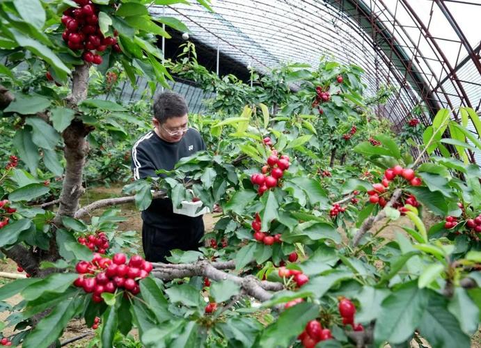 东北吉林冷棚可以种樱桃吗，什么时候种会比较好吃，东北水果冬季种植时间。 东北吉林冷棚可以种樱桃吗，什么时候种会比较好吃，东北水果冬季种植时间。 水果种植