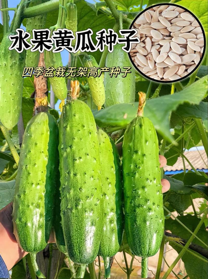 节节黄瓜和水果黄瓜能6月种植吗，黄瓜种植图片水果图。 节节黄瓜和水果黄瓜能6月种植吗，黄瓜种植图片水果图。 水果种植