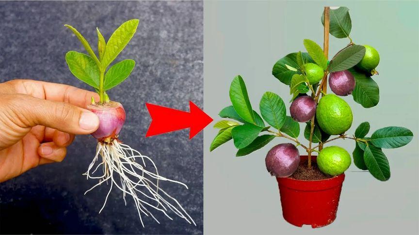 水果种植方法，最新水果的种植技术有哪些。 水果种植方法，最新水果的种植技术有哪些。 水果种植