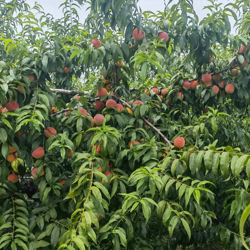 湖北可以种什么果树，湖北可种植的水果有哪些。 湖北可以种什么果树，湖北可种植的水果有哪些。 蔬菜种植