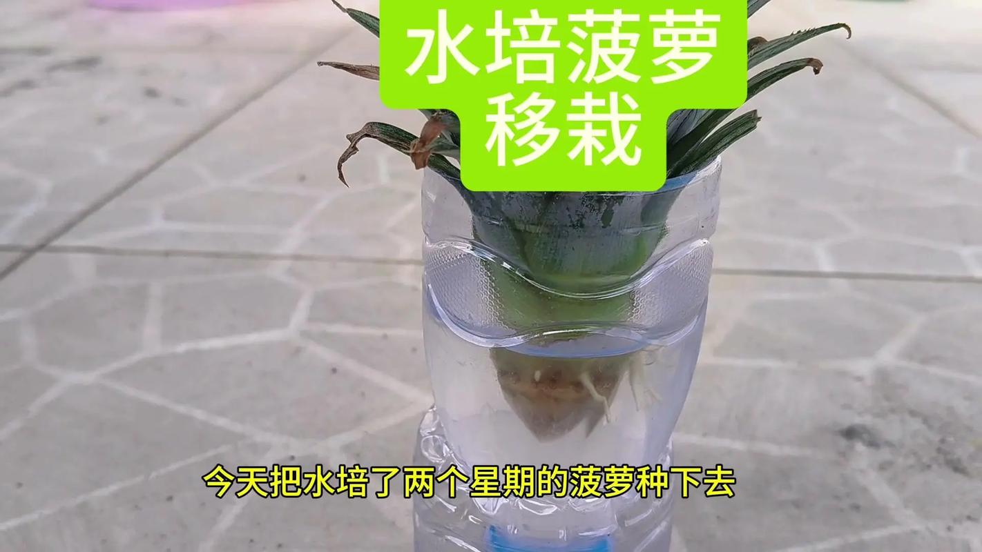 菠萝怎么种，种植水果小妙招菠萝视频。 菠萝怎么种，种植水果小妙招菠萝视频。 水果种植