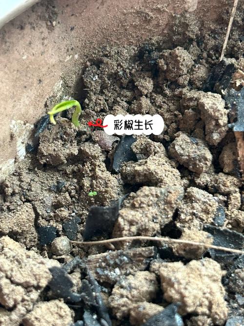 黄彩椒的种植方法，水果彩椒怎么种植视频。 黄彩椒的种植方法，水果彩椒怎么种植视频。 家禽养殖