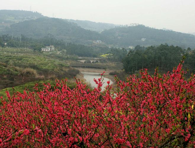 到永川桃花岛看桃花什么时间最好2020，永川桔类水果种植基地。 到永川桃花岛看桃花什么时间最好2020，永川桔类水果种植基地。 水果种植