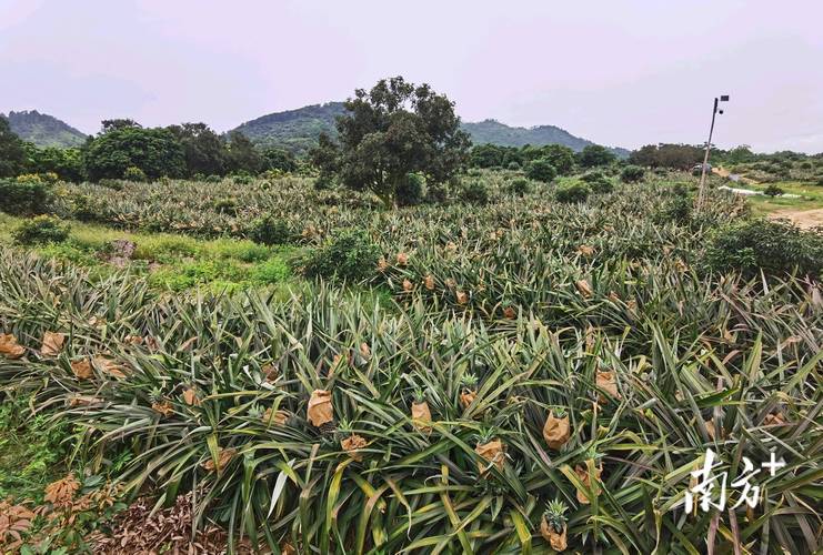 山东为什么不能种植荔枝，三种水果不宜种植的原因是什么。 山东为什么不能种植荔枝，三种水果不宜种植的原因是什么。 畜牧养殖