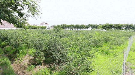 嘉兴水果，嘉兴水果种植基地。 嘉兴水果，嘉兴水果种植基地。 水果种植