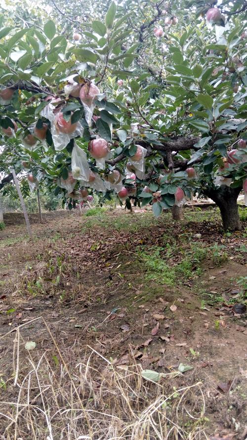 江西抚州这个季节还可以栽种什么果树，金华冬季水果种植情况如何。 江西抚州这个季节还可以栽种什么果树，金华冬季水果种植情况如何。 畜牧养殖