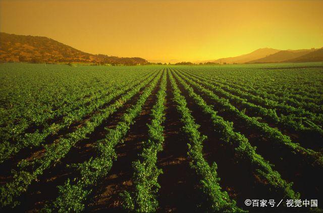 中国种地丘林和山区也使用机械化吗，筠连蔬菜水果种植基地。 中国种地丘林和山区也使用机械化吗，筠连蔬菜水果种植基地。 蔬菜种植