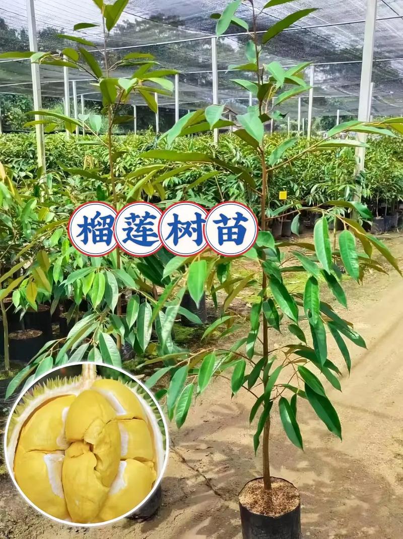 南方阳台能种什么果树，名贵水果树南方种植方法。 南方阳台能种什么果树，名贵水果树南方种植方法。 土壤施肥