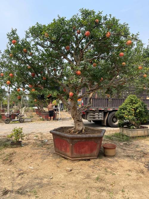 江浙地区庭院内适合种什么果树，别墅花园种植水果好吗。 江浙地区庭院内适合种什么果树，别墅花园种植水果好吗。 水果种植