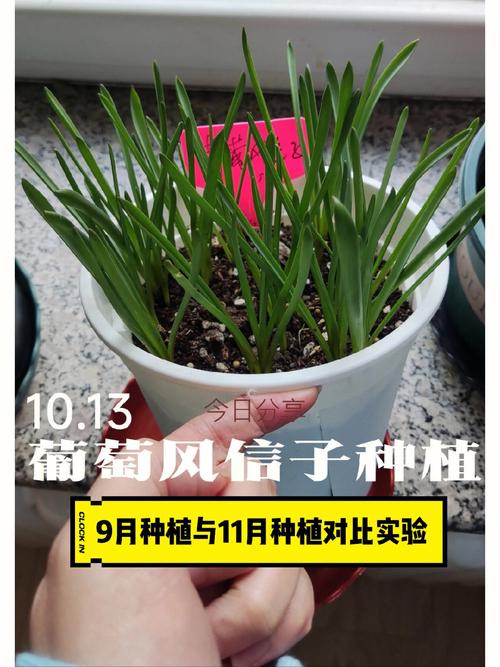 怎么养实验猴，种植水果实验视频。 怎么养实验猴，种植水果实验视频。 水果种植