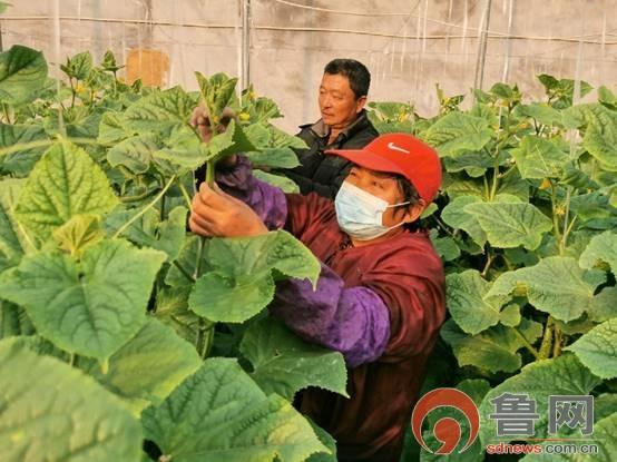 曲阜东关蔬菜种植基地，曲阜市西关菜市场在哪里。 曲阜东关蔬菜种植基地，曲阜市西关菜市场在哪里。 家禽养殖