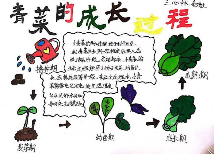 蔬菜种植季节介绍图画，蔬菜种植季节介绍图画怎么画。 蔬菜种植季节介绍图画，蔬菜种植季节介绍图画怎么画。 家禽养殖