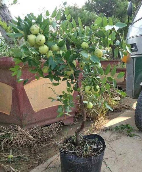 室内可以种植哪些水果，亲人种植的水果说说。 室内可以种植哪些水果，亲人种植的水果说说。 畜牧养殖