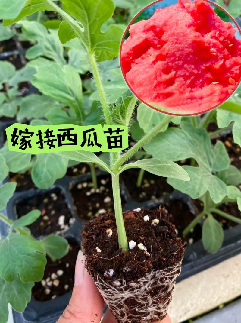 阳台盆栽的西瓜苗能结出西瓜来吗，阳台上能种植水果吗视频讲解。 阳台盆栽的西瓜苗能结出西瓜来吗，阳台上能种植水果吗视频讲解。 蔬菜种植