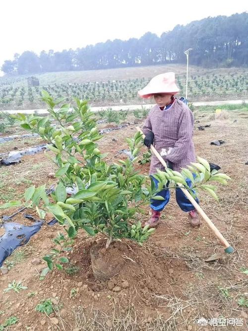 脐橙园里能种植薄荷吗，薄荷水果种植方法视频。 脐橙园里能种植薄荷吗，薄荷水果种植方法视频。 土壤施肥