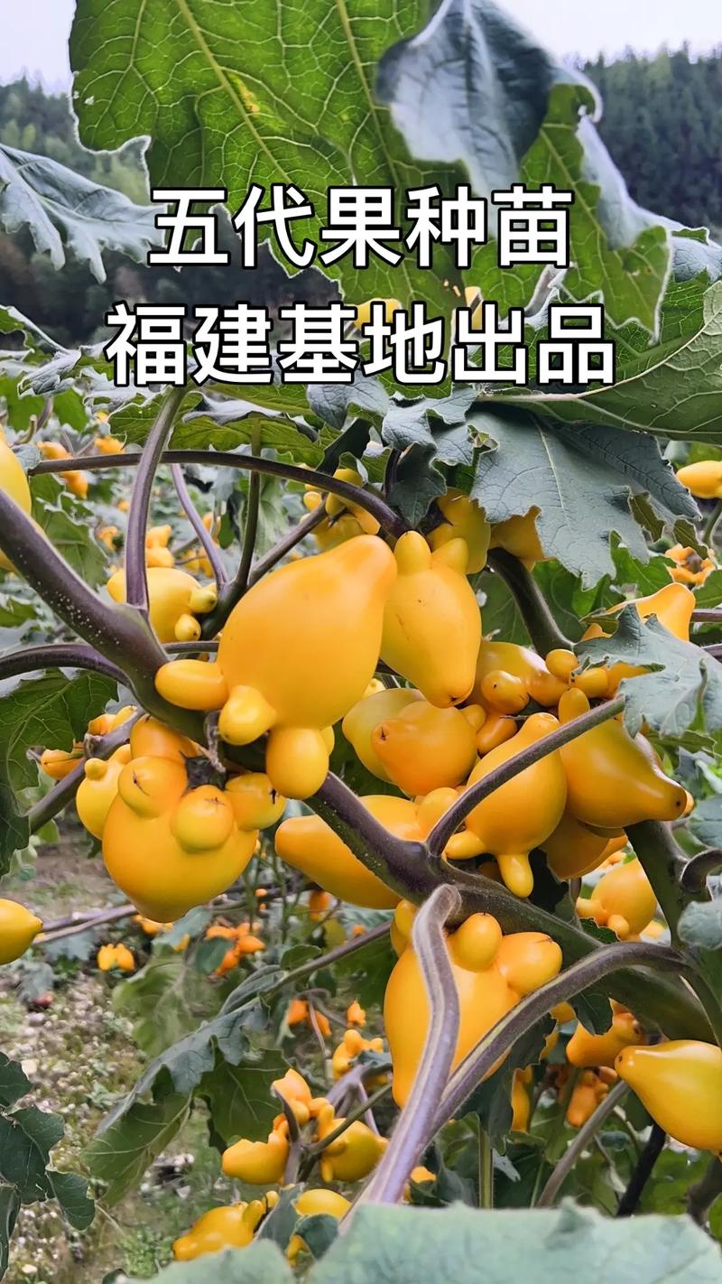 闽南有哪些水果可以适合种植，福州适合种植的水果有哪些。 闽南有哪些水果可以适合种植，福州适合种植的水果有哪些。 蔬菜种植