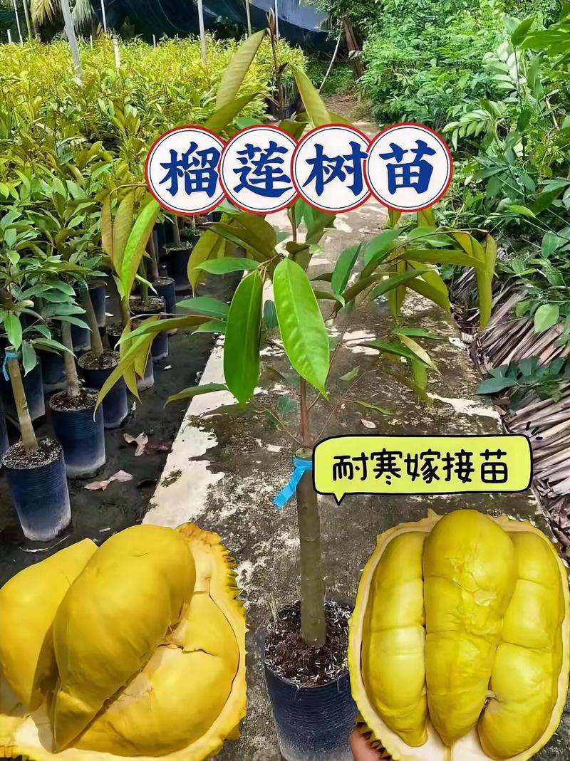 谁看过段子小说？有意思吗，做梦种植水果树苗什么意思。 谁看过段子小说？有意思吗，做梦种植水果树苗什么意思。 水果种植