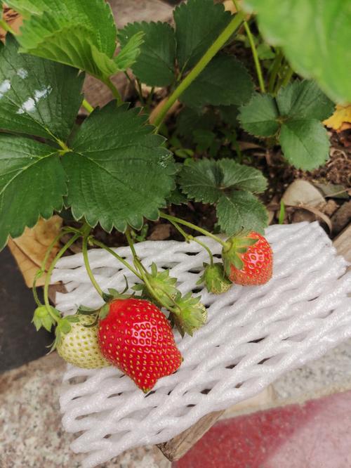 在城里居家室内种植草莓要办什么证，室内种植水果草莓可以吗。 在城里居家室内种植草莓要办什么证，室内种植水果草莓可以吗。 畜牧养殖